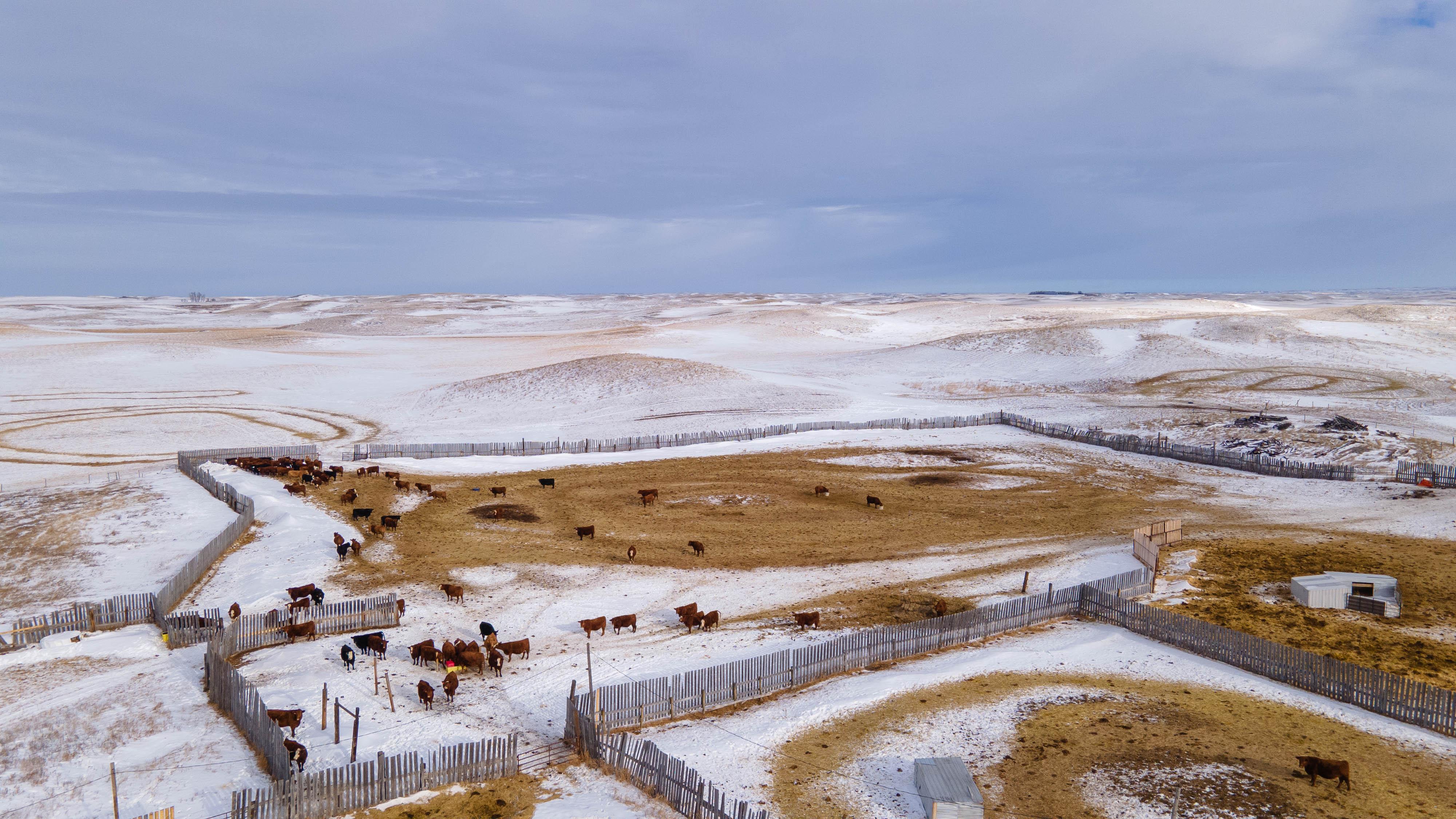 Drone of Cattle